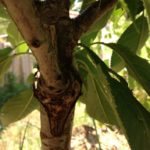 Les cerises était au rendez-vous cette année (soit 2 ans après la greffe)