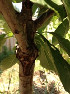 Les cerises était au rendez-vous cette année (soit 2 ans après la greffe)