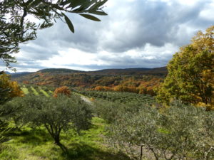 oliveraie